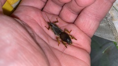 Gryllotalpa orientalis