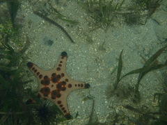 Protoreaster nodosus