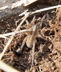 Trochosa