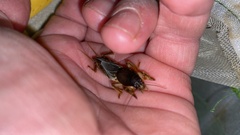 Gryllotalpa orientalis