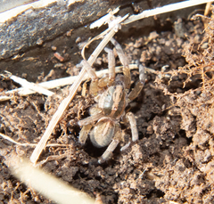 Trochosa