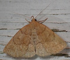 Zanclognatha jacchusalis