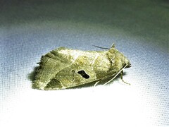 Plagiomimicus pityochromus