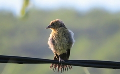 Chrysomus ruficapillus