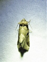 Plagiomimicus pityochromus