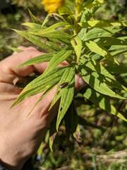 Microrhopala vittata