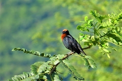 Chrysomus ruficapillus