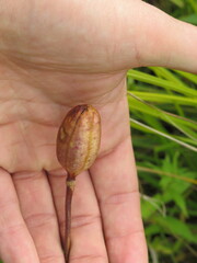 Lilium michiganense