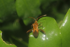 Mamurius mopsus