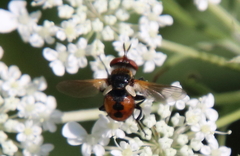Gymnoclytia