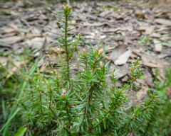 Acrotriche serrulata