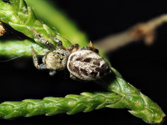 Pelegrina pervaga