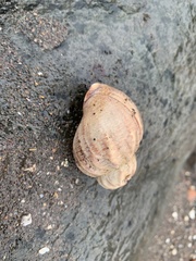 Buccinum undatum