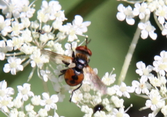 Gymnoclytia