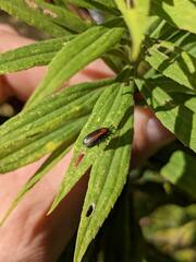 Microrhopala vittata
