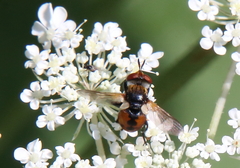 Gymnoclytia