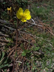 Helianthemum oelandicum