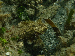 Scorpaenidae
