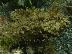 Scorpaenidae