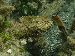 Scorpaenidae