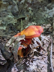 Hygrocybe punicea