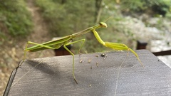 Mantodea