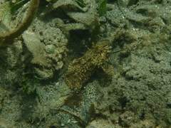 Scorpaenidae