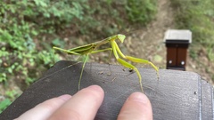 Mantodea