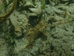 Scorpaenidae
