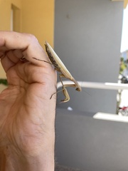 Mantodea