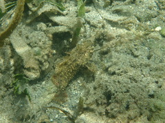 Scorpaenidae