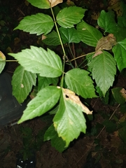 Acer negundo