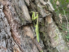 Mantodea