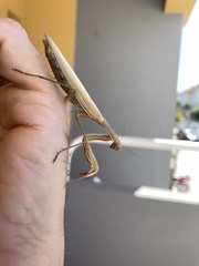 Mantodea