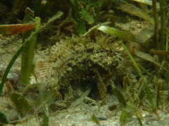 Scorpaenidae