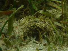 Scorpaenidae