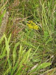 Solidago ohioensis