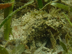 Scorpaenidae