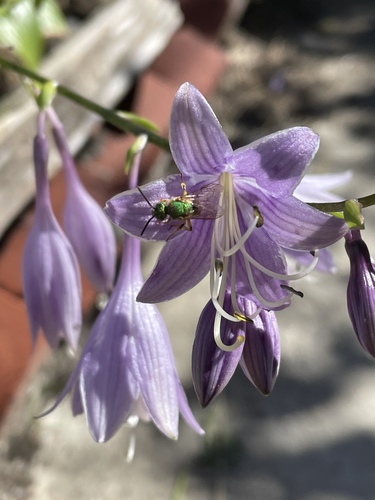 Agapostemon photographed in Rhode Island