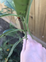 Oncopeltus fasciatus