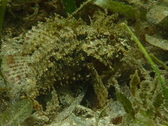 Scorpaenidae