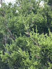 Juniperus ashei