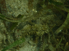 Scorpaenidae