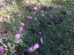 Cirsium oligophyllum