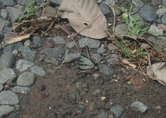 Protographium epidaus epidaus