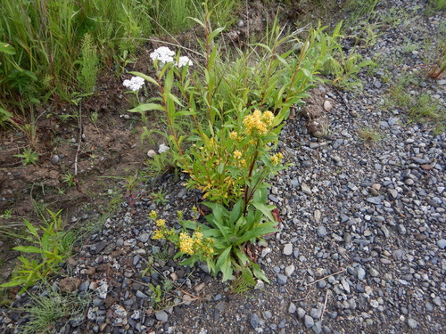 northern goldenrod