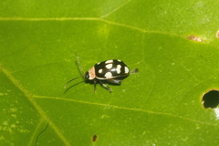Alagoasa bipunctata perennis