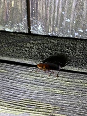 Parcoblatta virginica