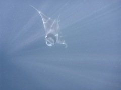 Mobula mobular
