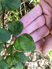 Desmodium rotundifolium